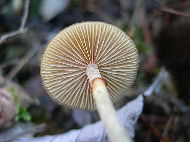 Galerina marginata (Batsch) K�hner